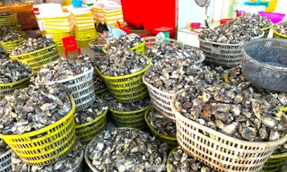 Chuyện gì đang xảy ra với hàu Quảng Ninh? 