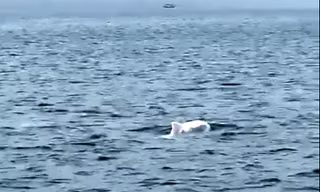 Đàn cá heo trắng tung tăng bơi lượn ở biển Quảng Ninh