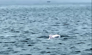 Đàn cá heo trắng tung tăng bơi lượn ở biển Quảng Ninh