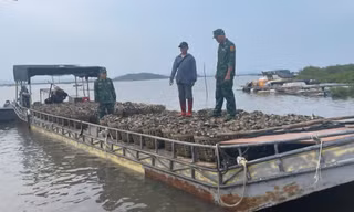 Hàu nhập lậu giá rẻ ‘tấn công’ Quảng Ninh