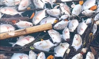 Cá chết hàng loạt chưa rõ nguyên nhân ở đặc khu Vân Đồn