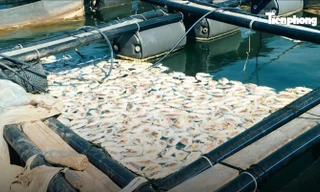 Lộ nguyên nhân cá chết hàng loạt ở Vân Đồn