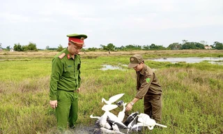 Giăng 'hàng rào chết' giữa đồng: Cả đàn chim di cư bị bẫy trong một đêm