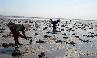 Báo động tình trạng tận diệt đặc sản sá sùng ở Quảng Ninh