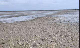 Ngao chết hàng loạt, nhiều ngư dân Quảng Ninh nguy cơ trắng tay