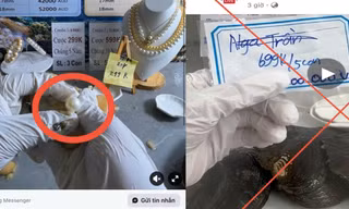 Mồi nhử tiền tỷ sau những phiên livestream khui ngọc trai