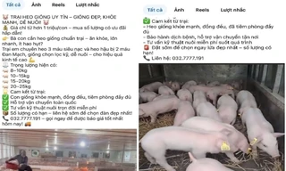Rao bán heo giống trên Facebook, lộ xe chở hàng chục con nghi mắc bệnh