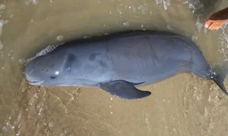 Cá Ông dạt vào bờ trong tình trạng đuối sức và sau đó đã chết- ảnh An Yên