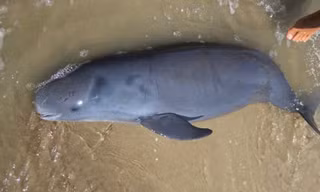 Cá Ông dạt vào bờ trong tình trạng đuối sức và sau đó đã chết- ảnh An Yên