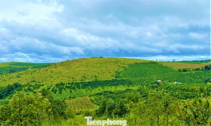 Doanh nghiệp 'xẻ thịt' dự án, chuyển nhượng trái phép 166,8 ha đất cao su