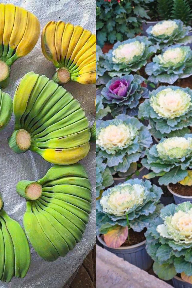 Chuối tay Phật, hoa bắp cải hút khách Hà Nội dịp Tết