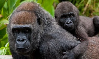 Những thông tin về loài động vật có bộ gen giống người đến hơn 98%