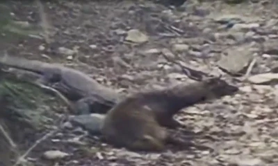 Rồng Komodo dễ dàng hạ sát hươu