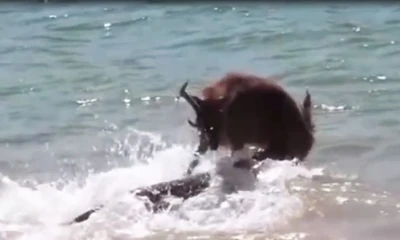 Liều lĩnh chống trả rồng Komodo, hươu bị xơi tái