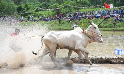 Cận cảnh màn tranh tài gay cấn ở hội đua bò An Giang