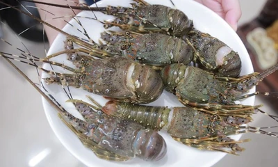 Tôm hùm bán trên mạng, 10.000 đồng/con, tin được không?