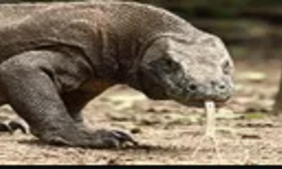 Vũ khí biến rồng komodo thành sát thủ săn mồi