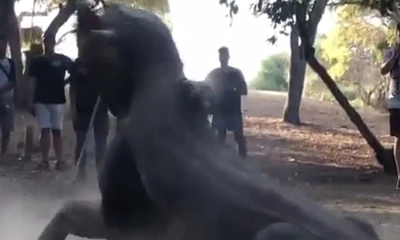 Cận cảnh trận chiến khốc liệt của những chú rồng Komodo