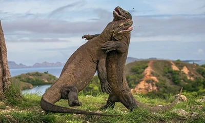 Thiên đường của rồng komodo ở Indonesia