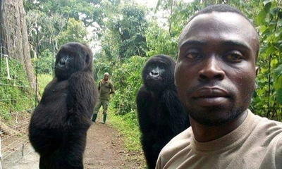 Sự thật đằng sau bức ảnh khỉ selfie với kiểm lâm 'gây bão' mạng