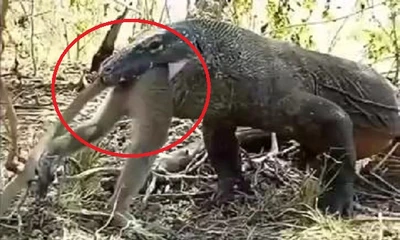 Clip: Rồng Komodo ăn tươi nuốt sống khỉ gây sốc