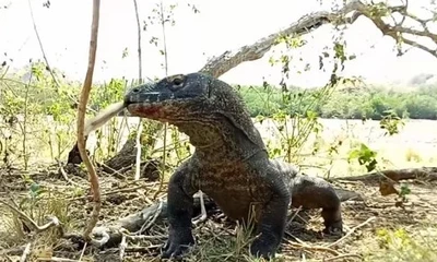 Rồng komodo nuốt chửng khỉ trên hòn đảo Indonesia
