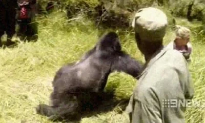 Con khỉ đột xông tới và đẩy ngã Cosgriff. Ảnh: Youtube.