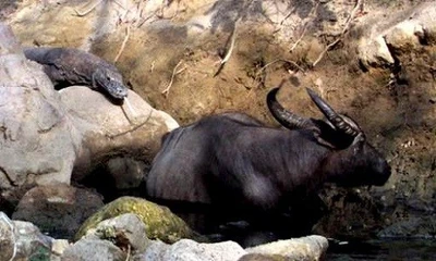 Nhát cắn hạ gục trâu rừng của rồng komodo 