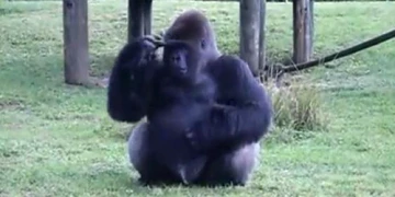 Khỉ đột dùng ký hiệu giao tiếp với người xem tại sở thú Mỹ