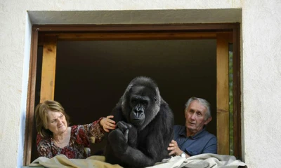 Vợ chồng già nuôi khỉ đột như con suốt 2 thập kỉ