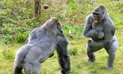 Cuộc giao chiến quyết liệt giữa hai chú khỉ đột lưng bạc vạm vỡ.