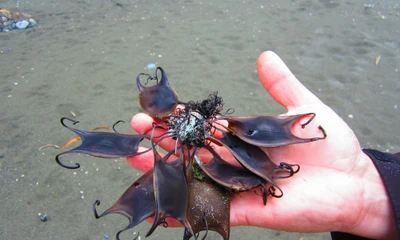 Tại sao trứng cá mập có hình dạng kỳ lạ đến vậy?