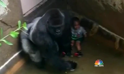 Hình ảnh chú khỉ đột và cậu bé 3 tuổi bị rơi xuống chuồng khỉ. Ảnh cắt từ clip.