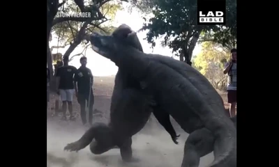 Video: 20 giây giao chiến của rồng Komodo hút hơn 1,3 triệu lượt xem