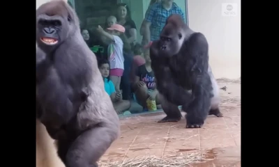 Vì sao video gia đình khỉ đột trú mưa lại gây bão và thu hút 8 triệu lượt xem?