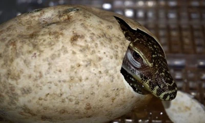  11 con rồng Komodo con nở ra tại sở thú Fort Worth, Texas, Mỹ.