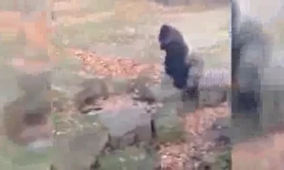 Khỉ đột ném đá khách quay phim