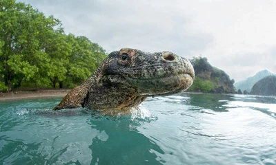 Cận cảnh loài rồng Komodo dưới ống kính nhiếp ảnh gia Mỹ