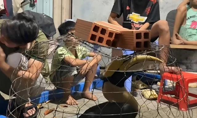 Chim quý hiếm sải cánh hơn 1m liên tiếp xuất hiện, 'hạ cánh' giữa khu dân cư ở TPHCM 