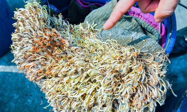 Hải Phòng tiêu hủy 5 tấn giá đỗ ngâm hóa chất