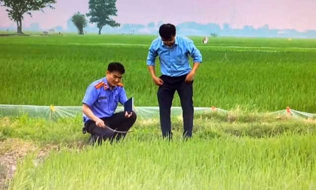 Hình ảnh bẫy chuột bằng điện trên ruộng lúa. 