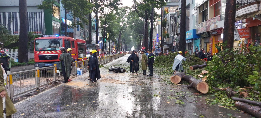 TPHCM: Người bị cây ngã đè ở quận 10 tử vong tại bệnh viện