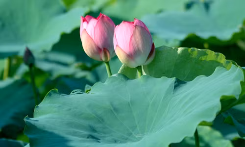 Mất ngủ, khó ngủ - Nguyên nhân và cách chữa trị