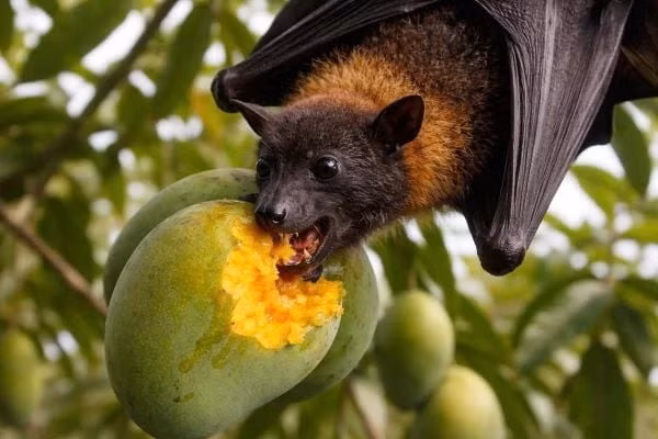 nipah.jpg