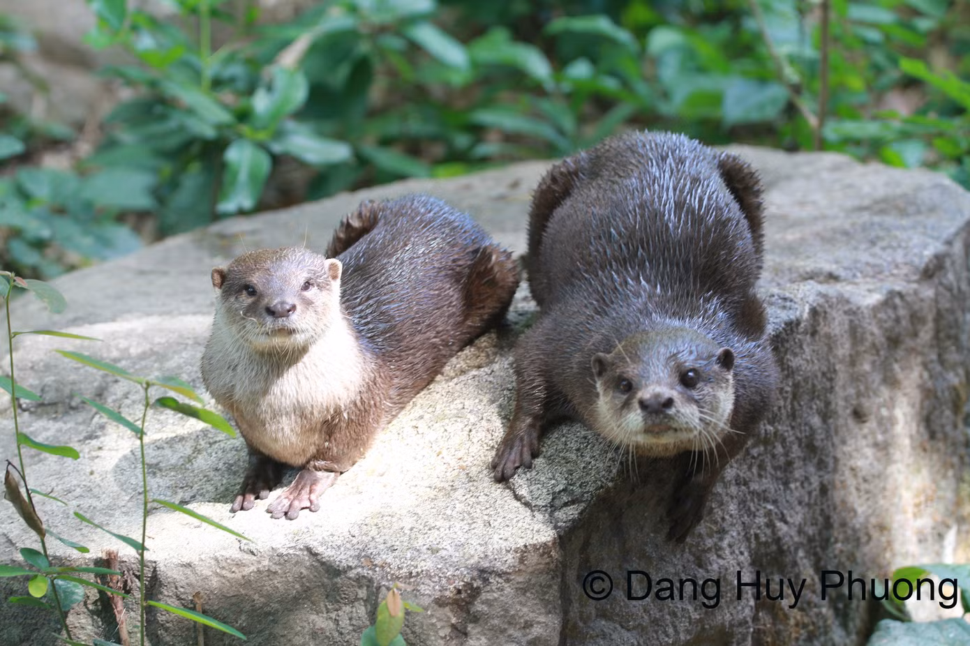 88-rai-ca-vuot-be-aonyx-cinerea-dang-huy-phuong.jpg