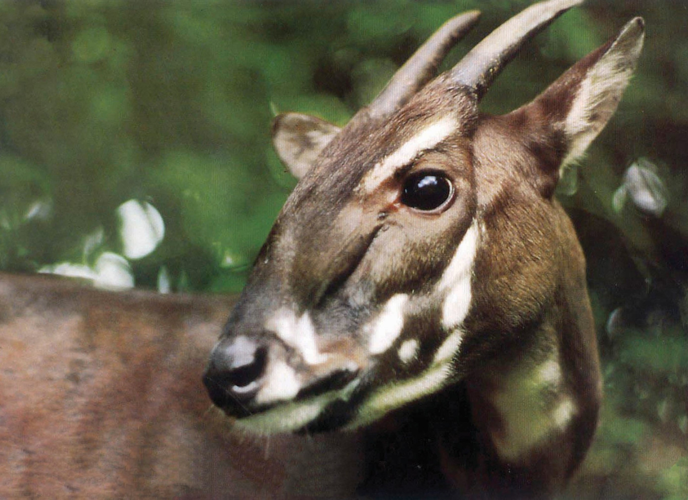 saola.jpg