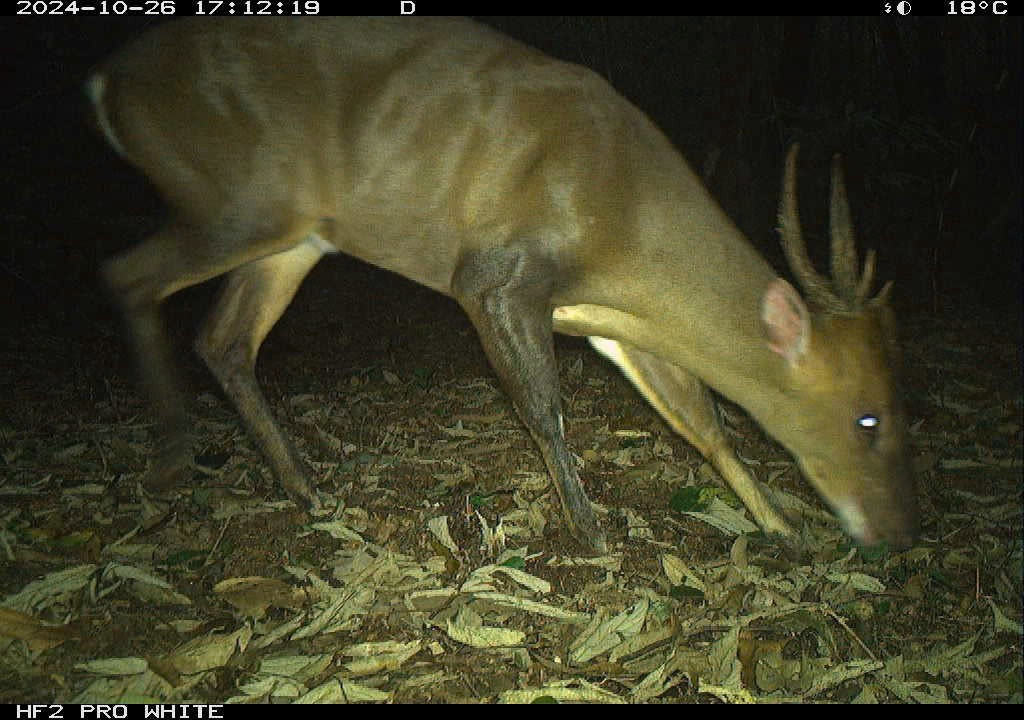 large-antlered-muntjac-mang-lon.jpg