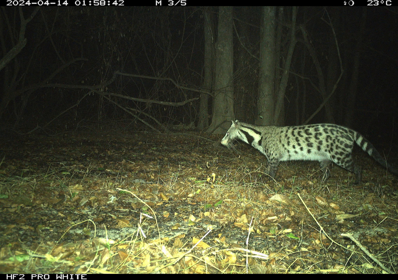 large-spotted-civet-cay-giong-dom-lon.jpg