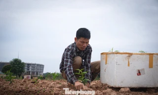 Nông dân Thủ đô tính bài toán ‘lấy ngắn nuôi dài’ sau vụ đào Tết