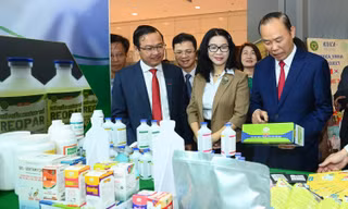 Cách nào 'kích hoạt' 33 tỷ USD cho ngành chăn nuôi Việt Nam?